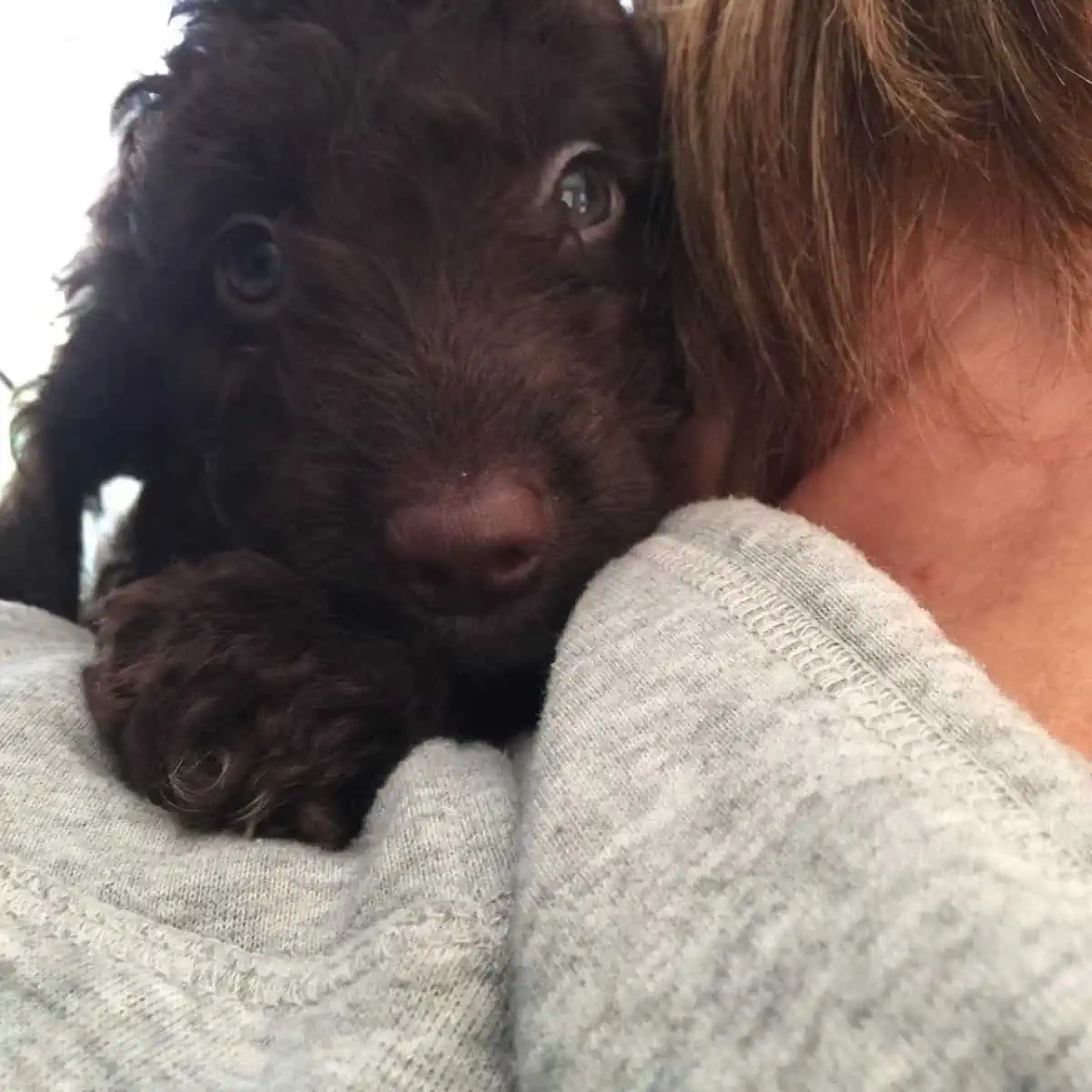 hugging a Cockapoo puppy