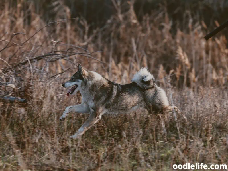 Husky hunts on grass
