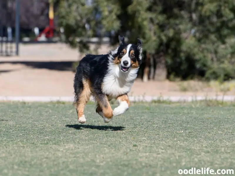 hyper Australian Shepherd runs