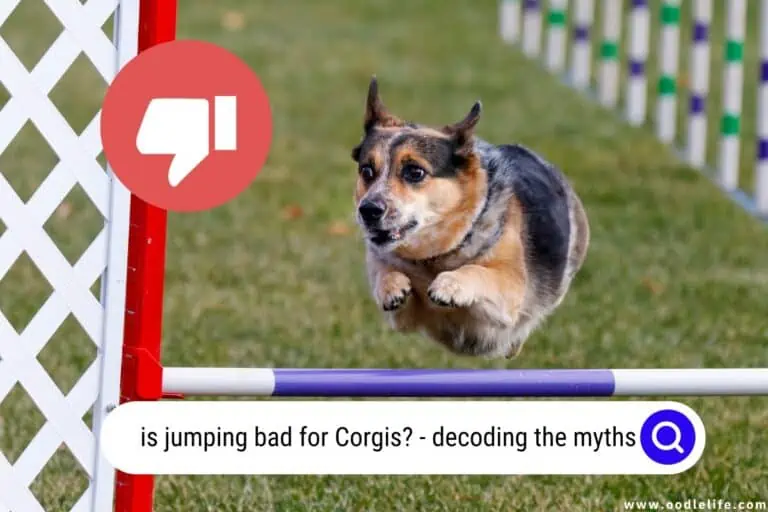 Is Jumping Bad for Corgis? Decoding the Myths