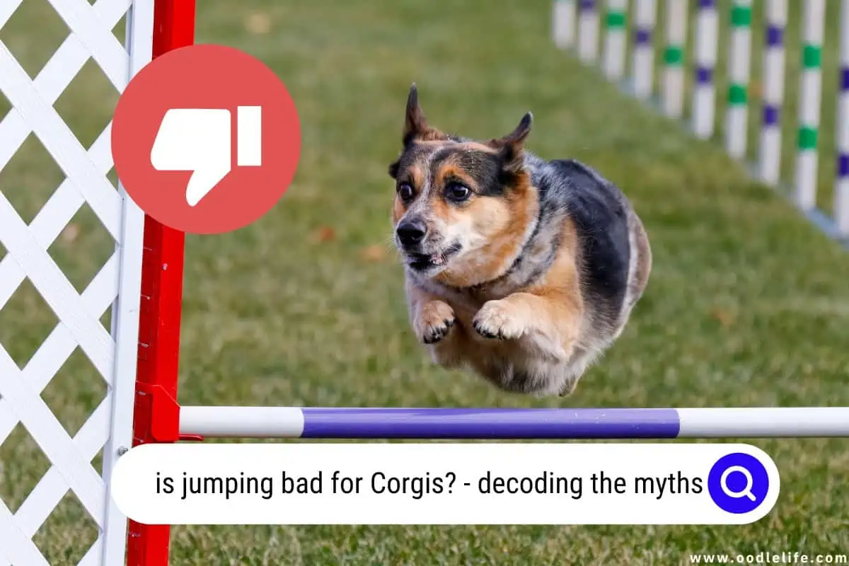 is jumping bad for Corgis