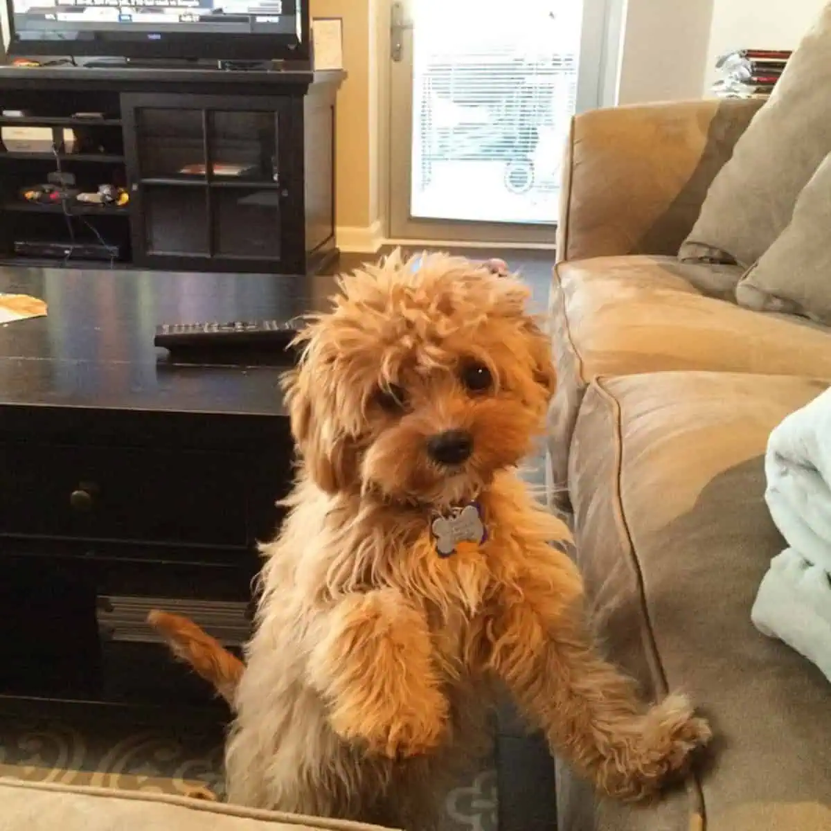 jumping Cavapoo on couch