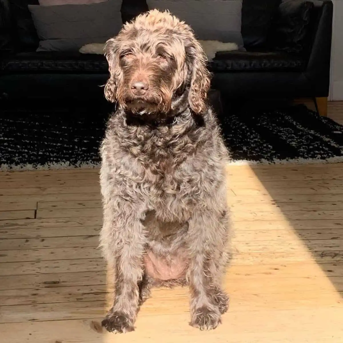 Labradoodle on a sunbathing