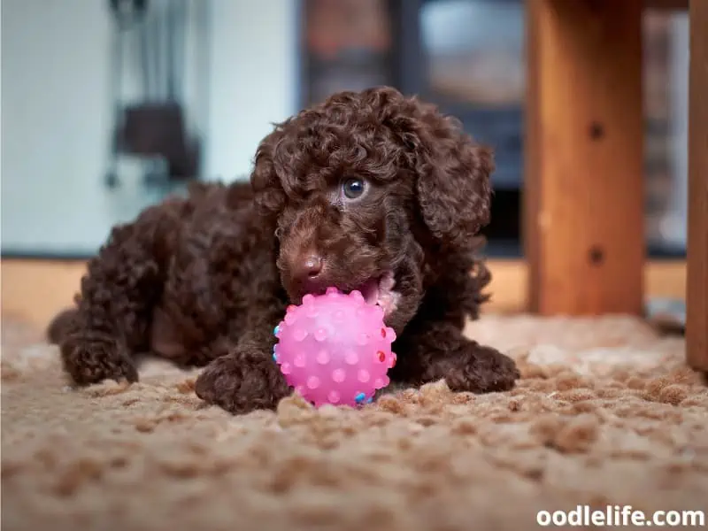 Miniature Poodle plays with a ball