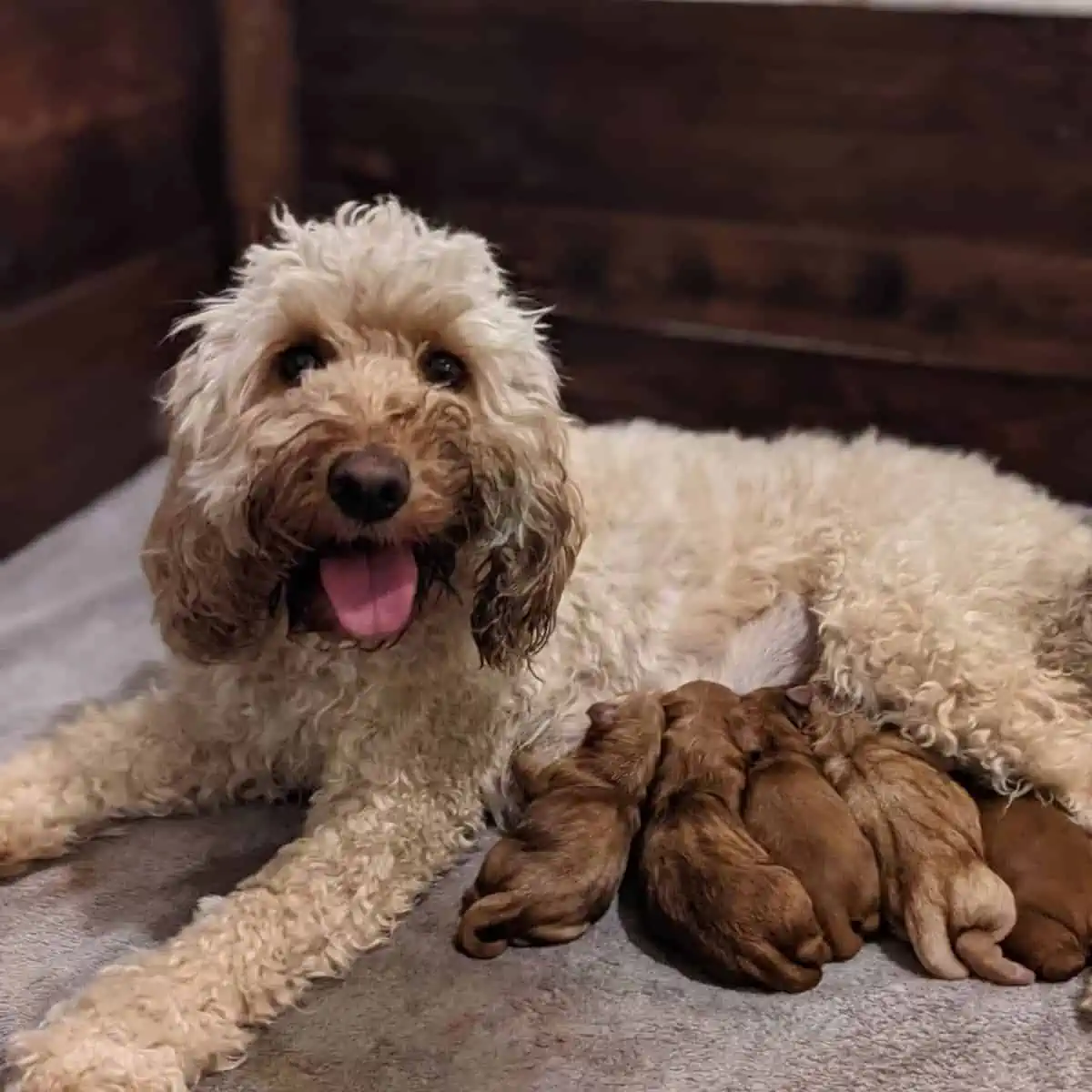 mother Cockapoo breastfeeding puppies