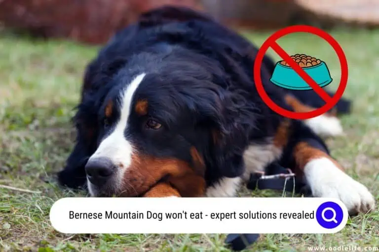 5 Shocking Reasons a Bernese Mountain Dog Won’t Eat