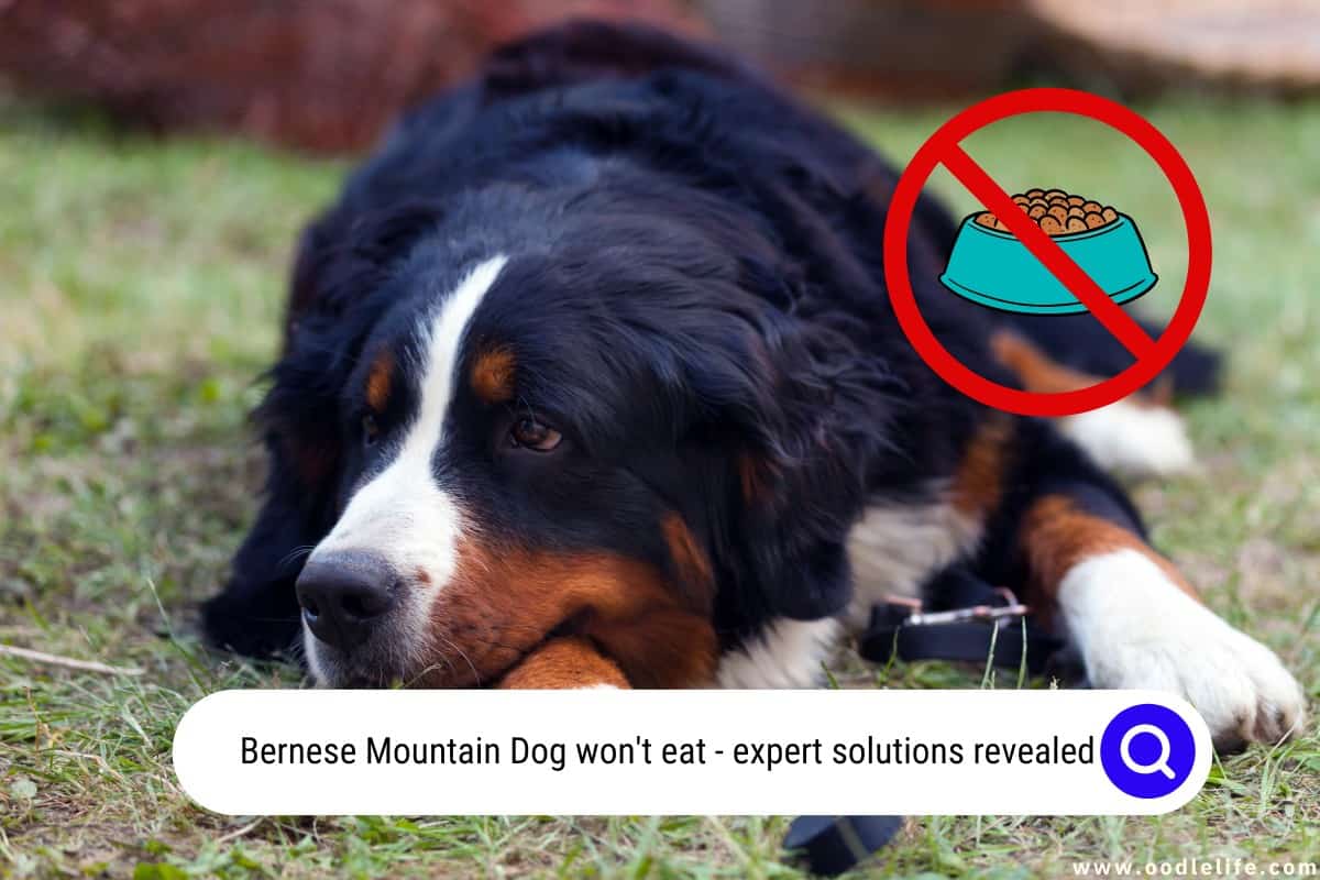 5 Shocking Reasons A Bernese Mountain Dog Won t Eat Oodle Life 5-shocking-reasons-a-bernese-mountain-dog-won-t-eat-oodle-life