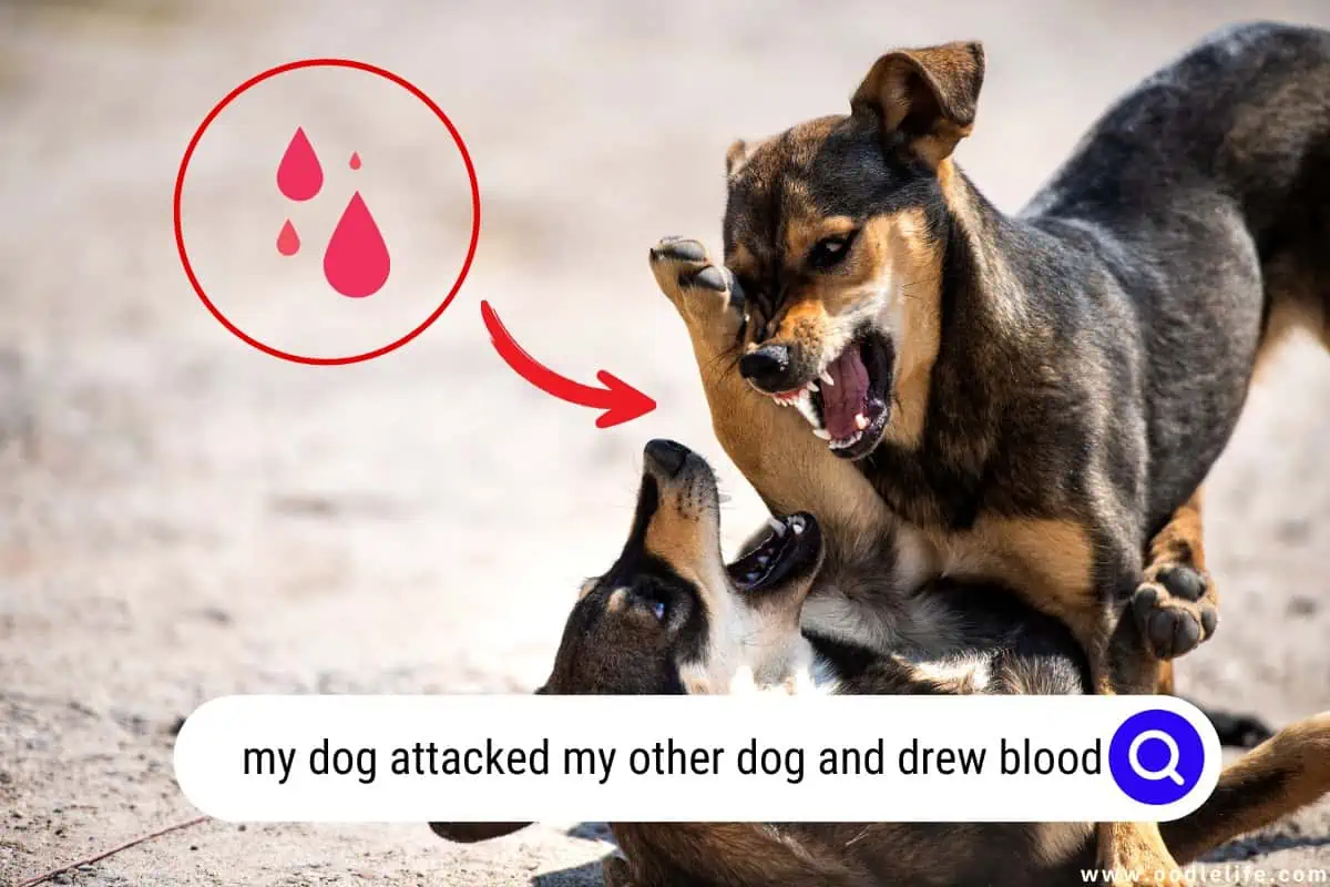 my dog attacked my other dog and drew blood