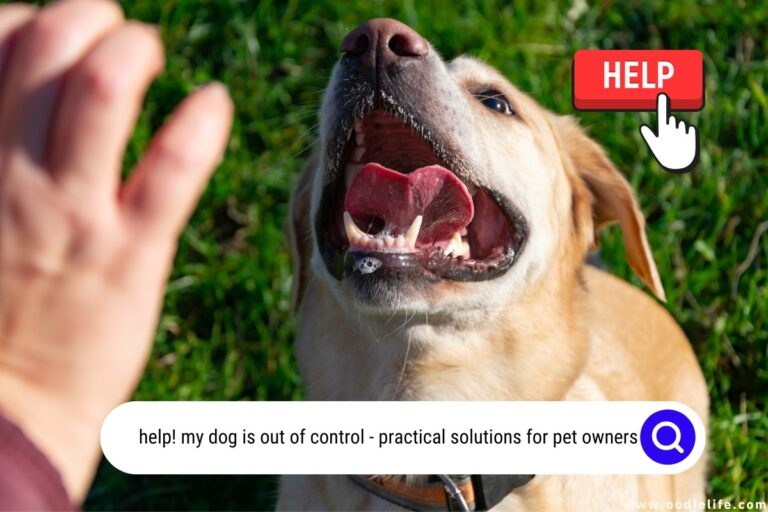 Help! My Dog Is Out Of Control [Practical Solutions] Oodle Life