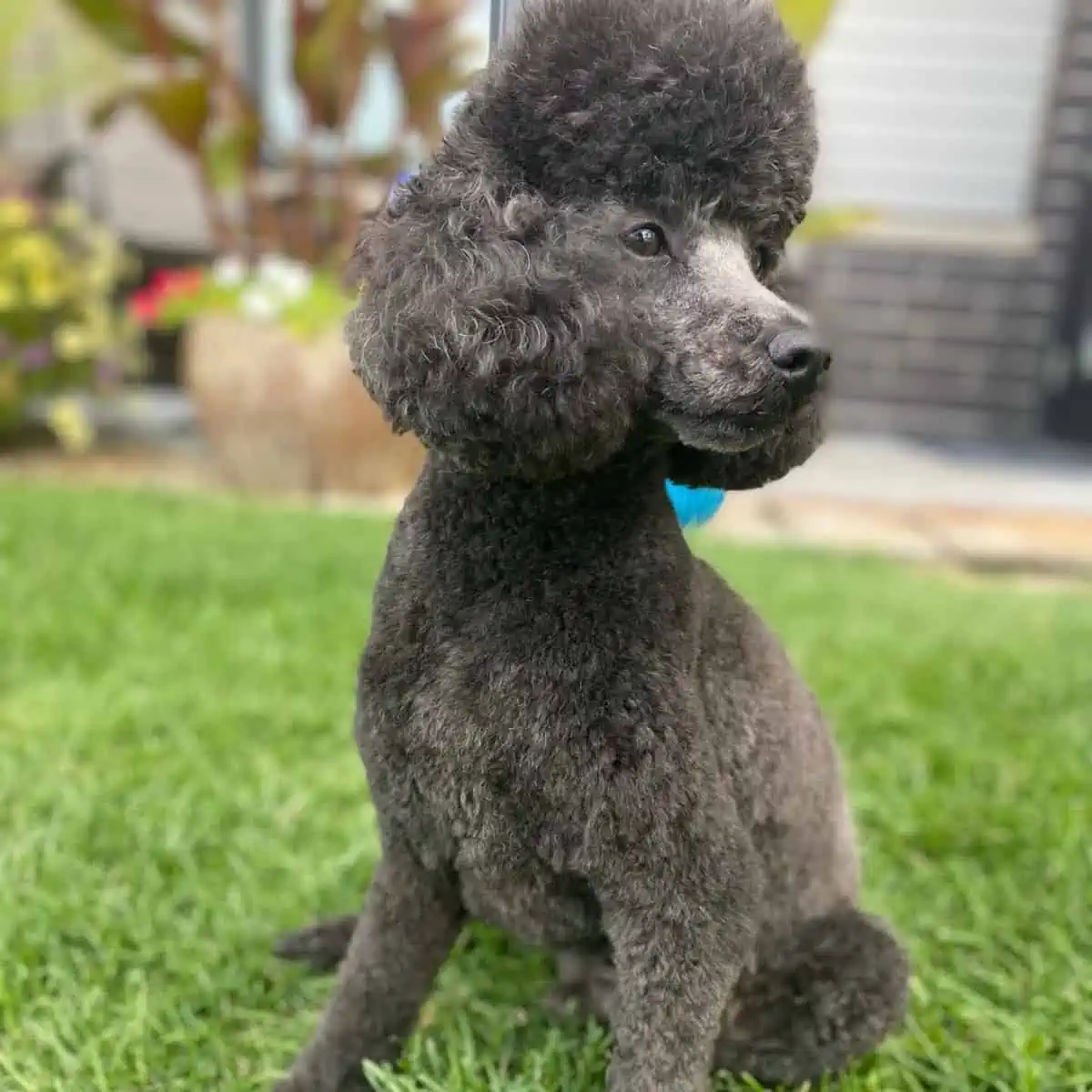 new haircut of Poodle