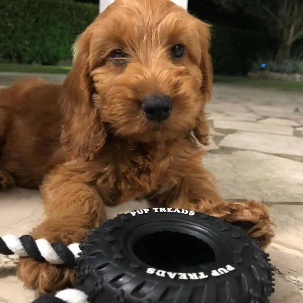 new toy for Cockapoo