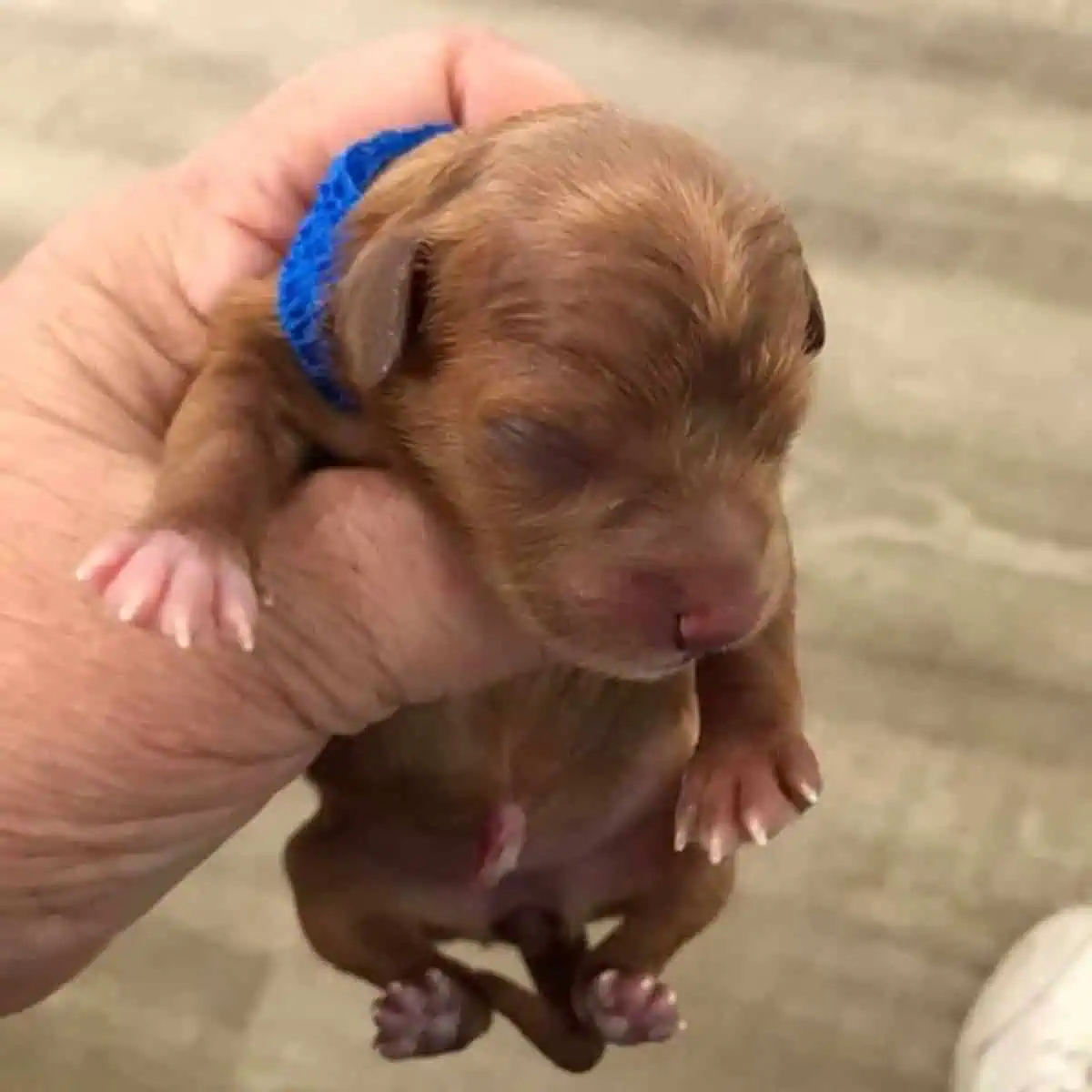 newborn Cavapoo puppy