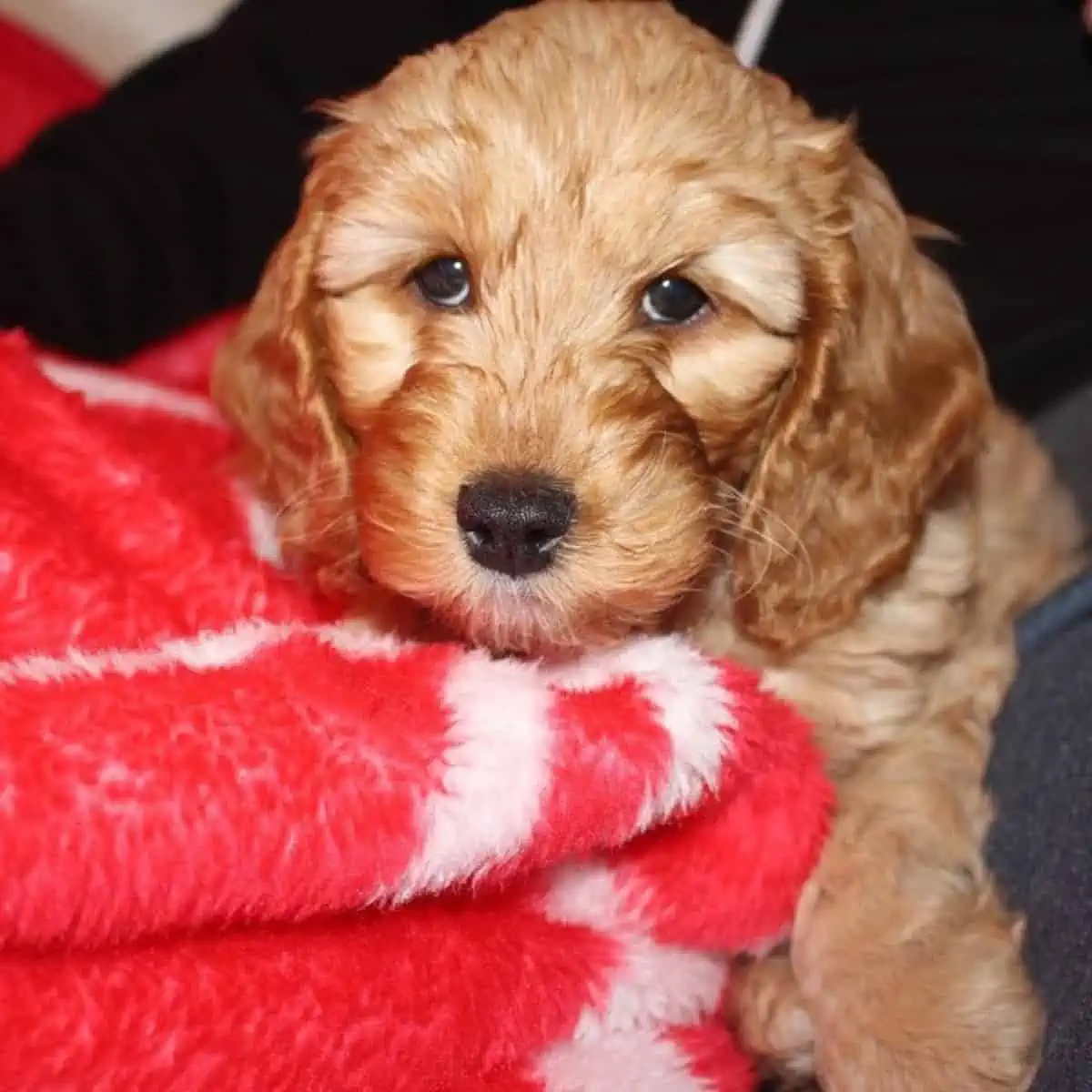 newly adopted Cockapoo puppy