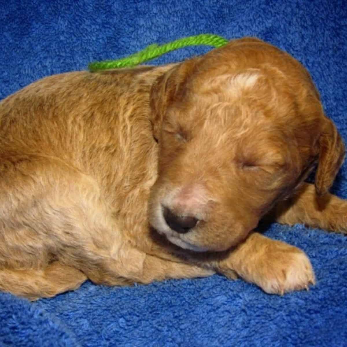 newly-born Goldendoodle puppy