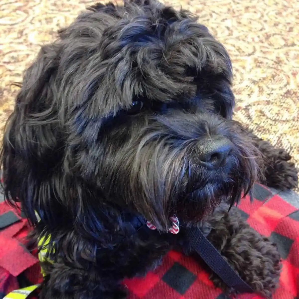 newly-trimmed Cockapoo