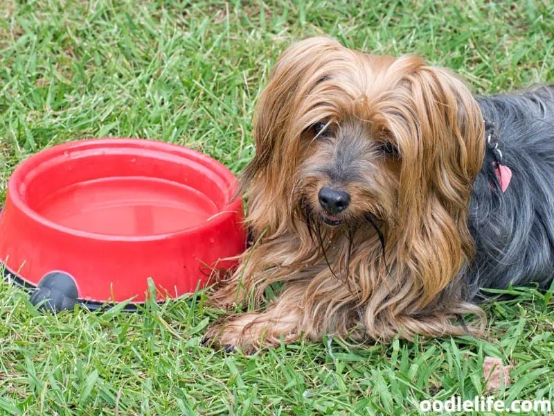 old Yorkie drank water