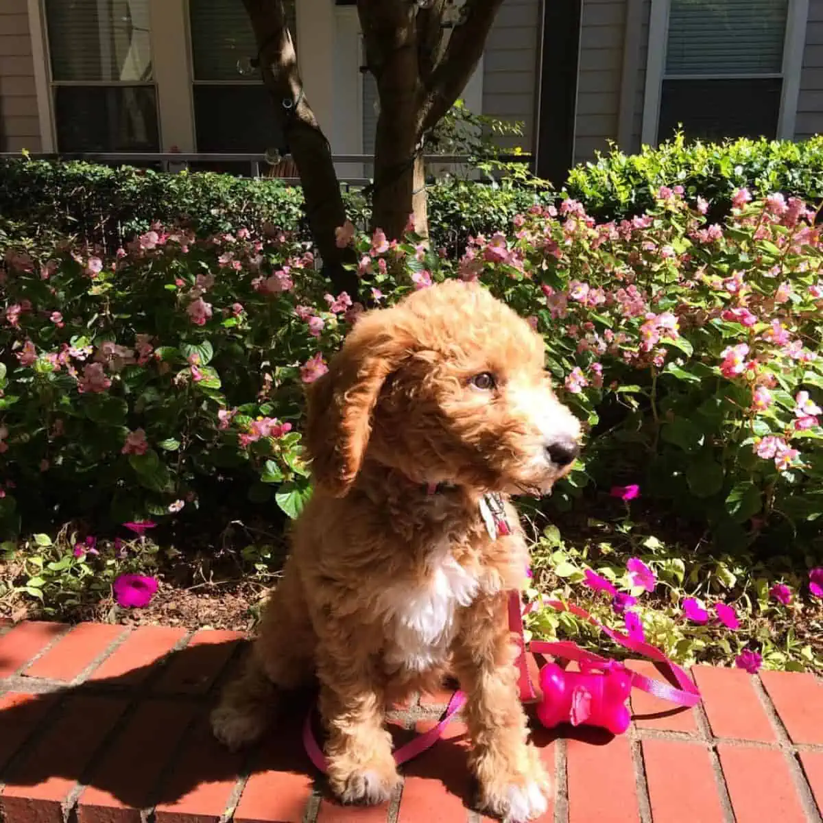 on leash Goldendoodle puppy