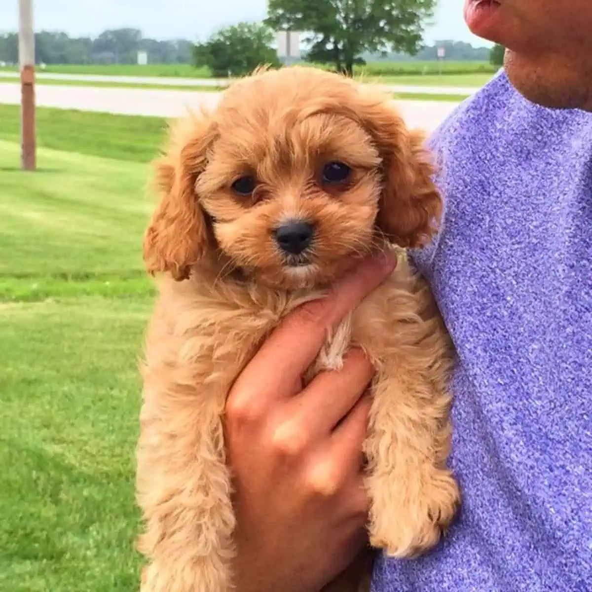 owner with Cavapoo puppy