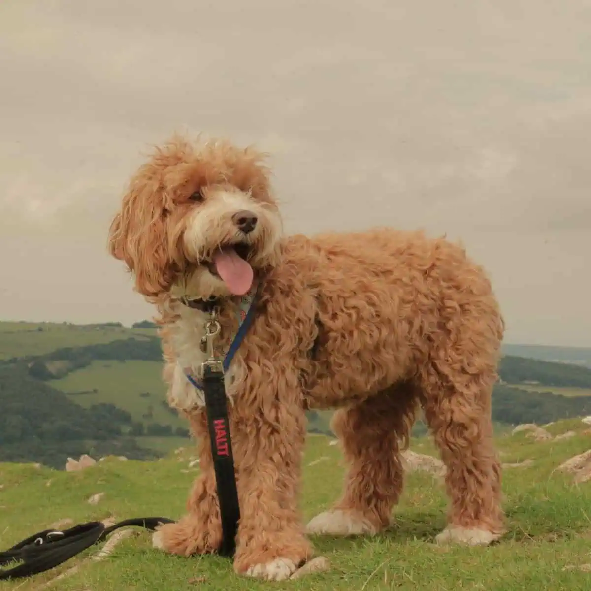panting Cavapoo on the hill