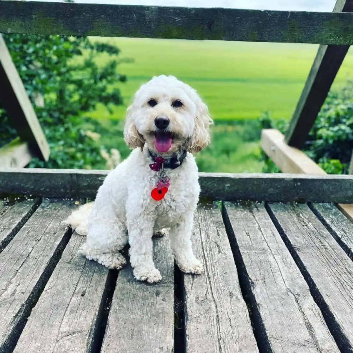 panting Cockapoo after a walk