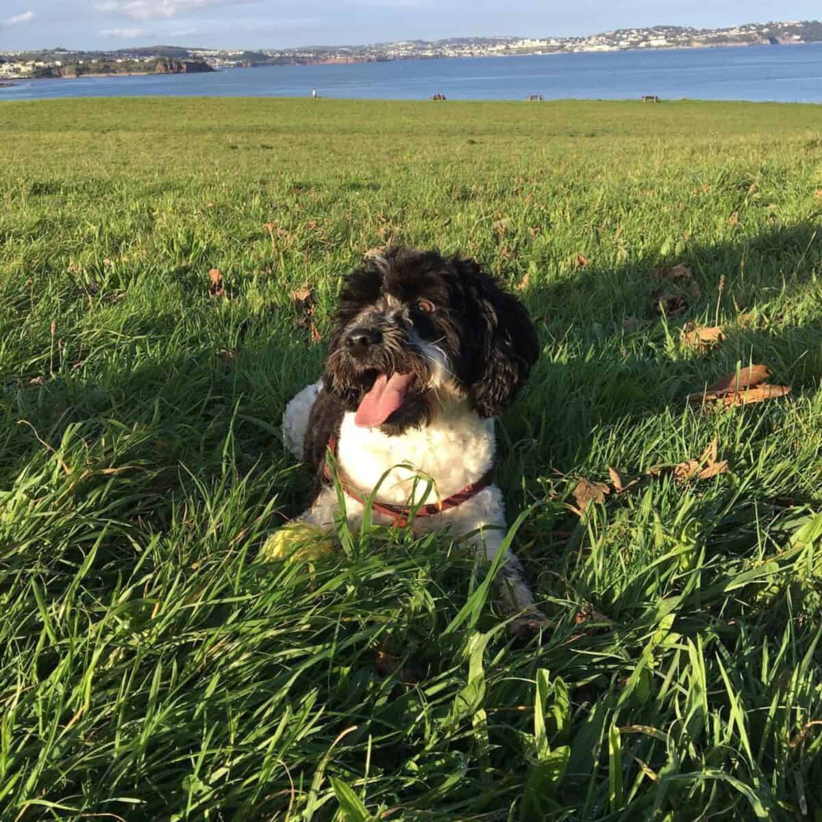 panting Cockapoo outside