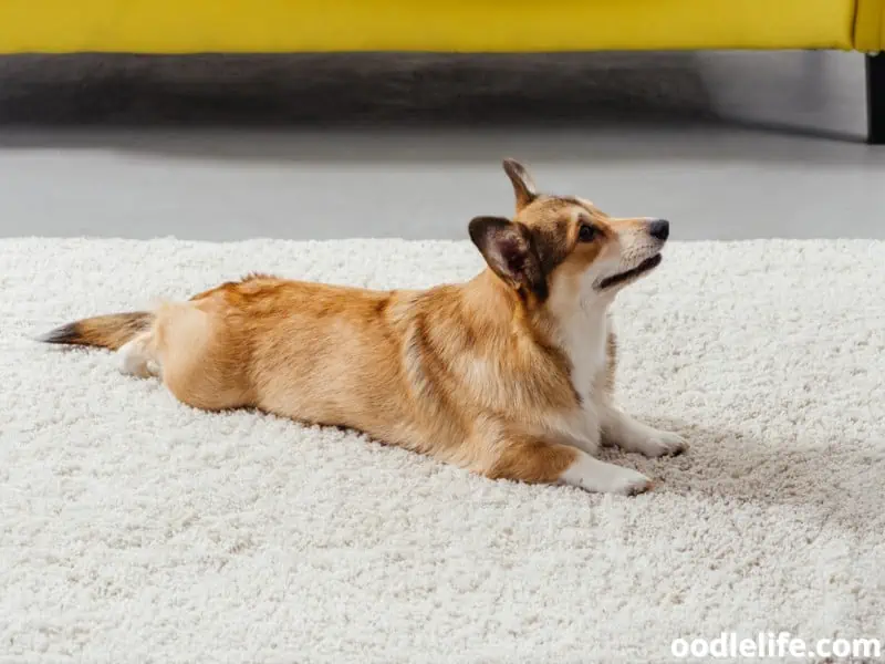 Pembroke Welsh Corgi sploot