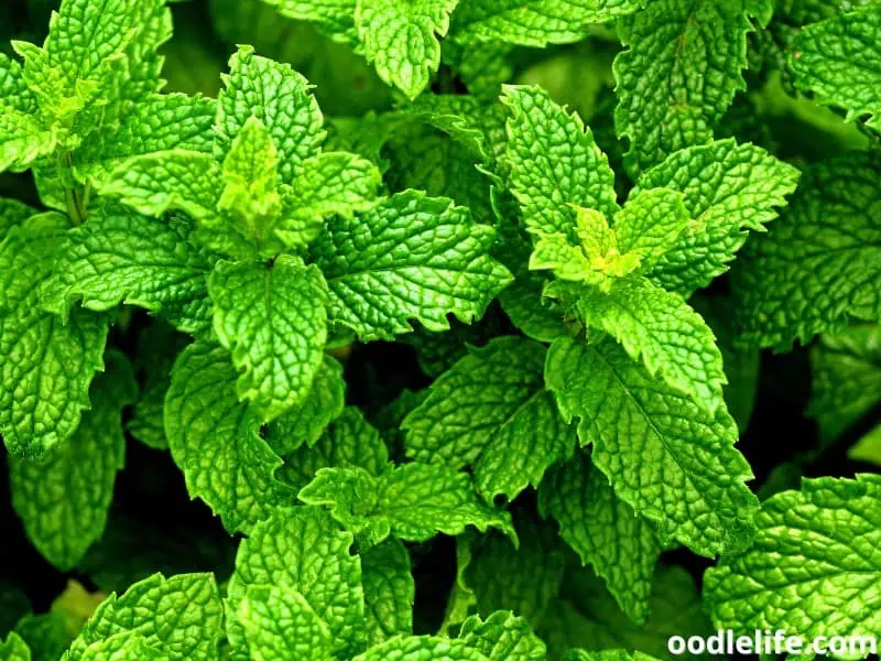 peppermint plant for dogs