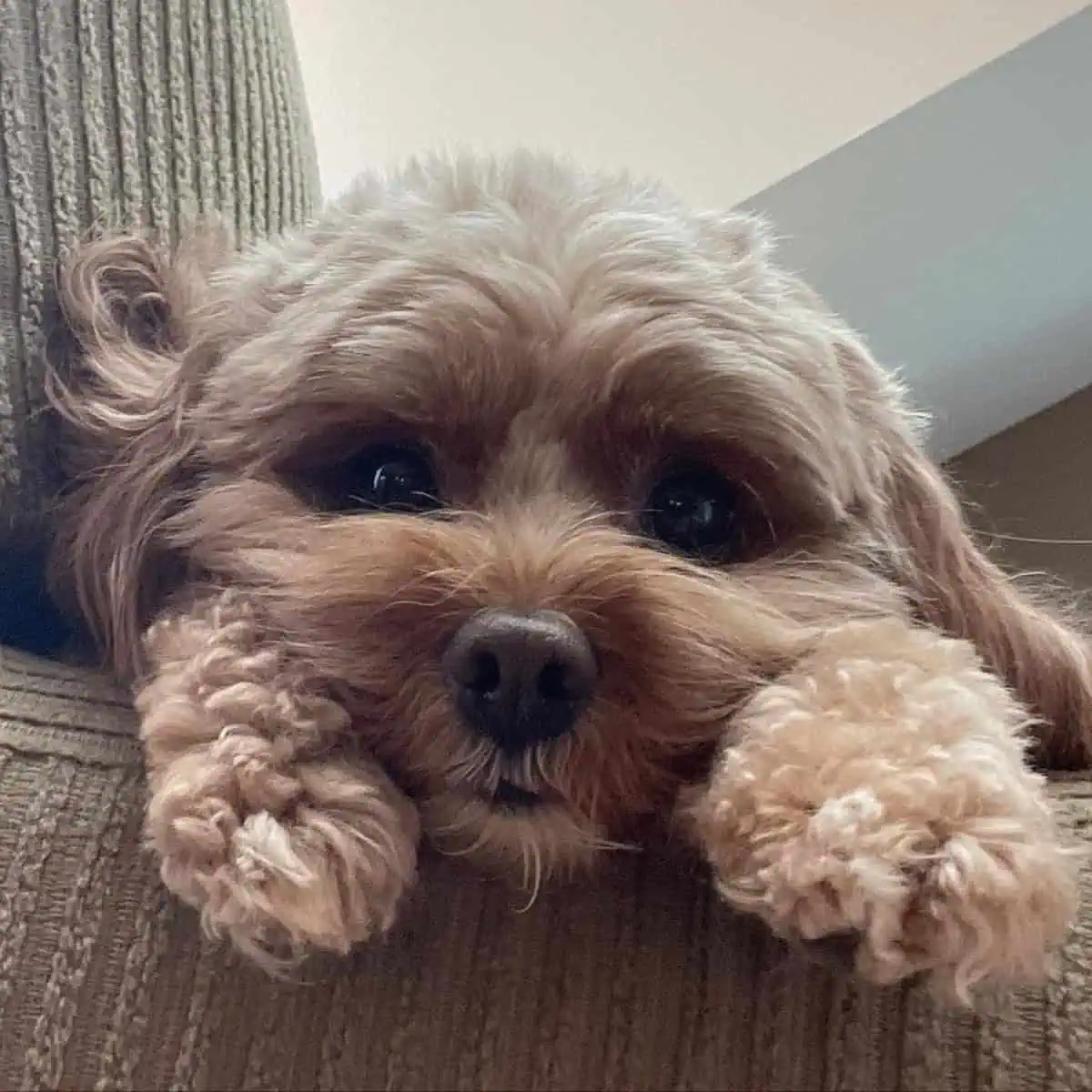 perfect Cavapoo on couch