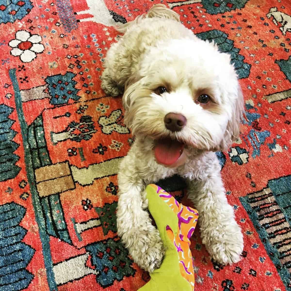 playing Cockapoo puppy