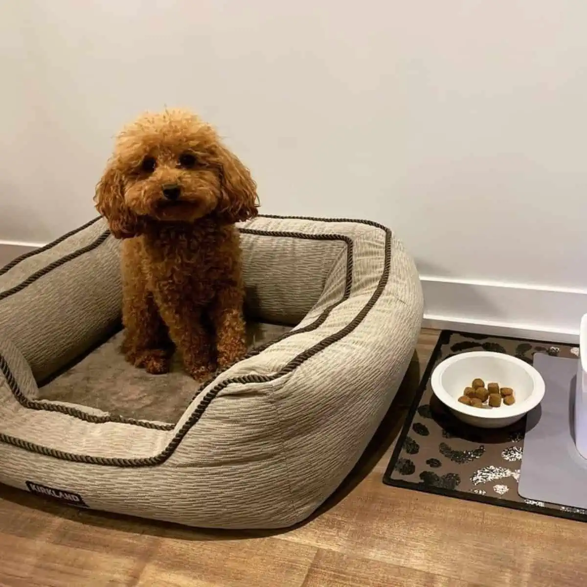 Poodle and food bowl