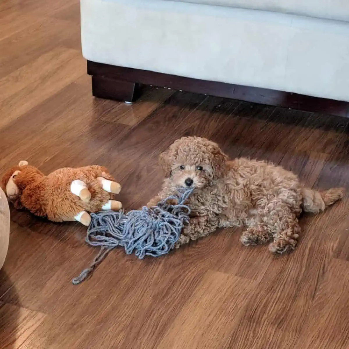 Poodle playing with strings