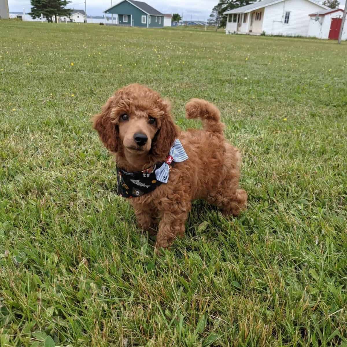 Poodle with bow style collar