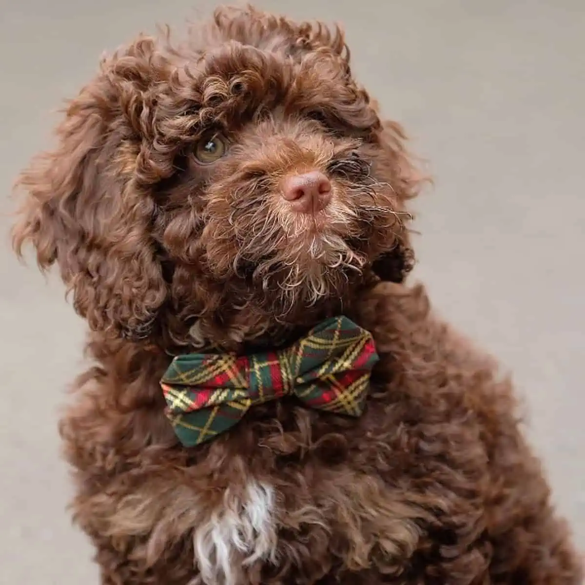 posing Cockapoo puppy in tie