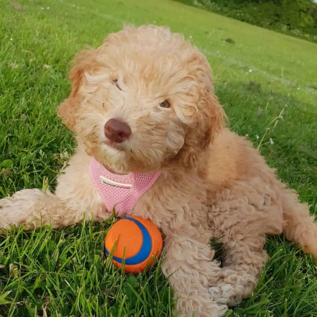 posing Cockapoo puppy