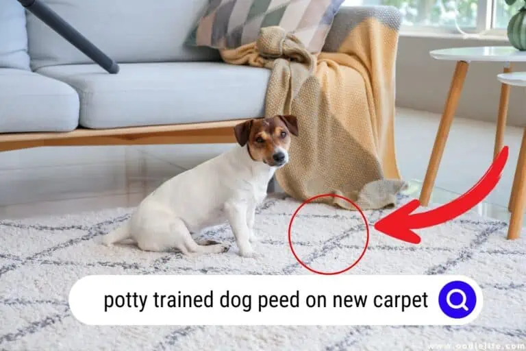 potty trained dog peed on new carpet