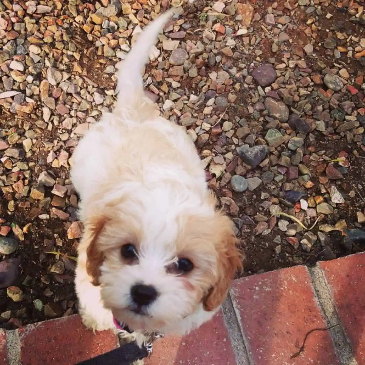 potty training fast learner Cavapoo puppy