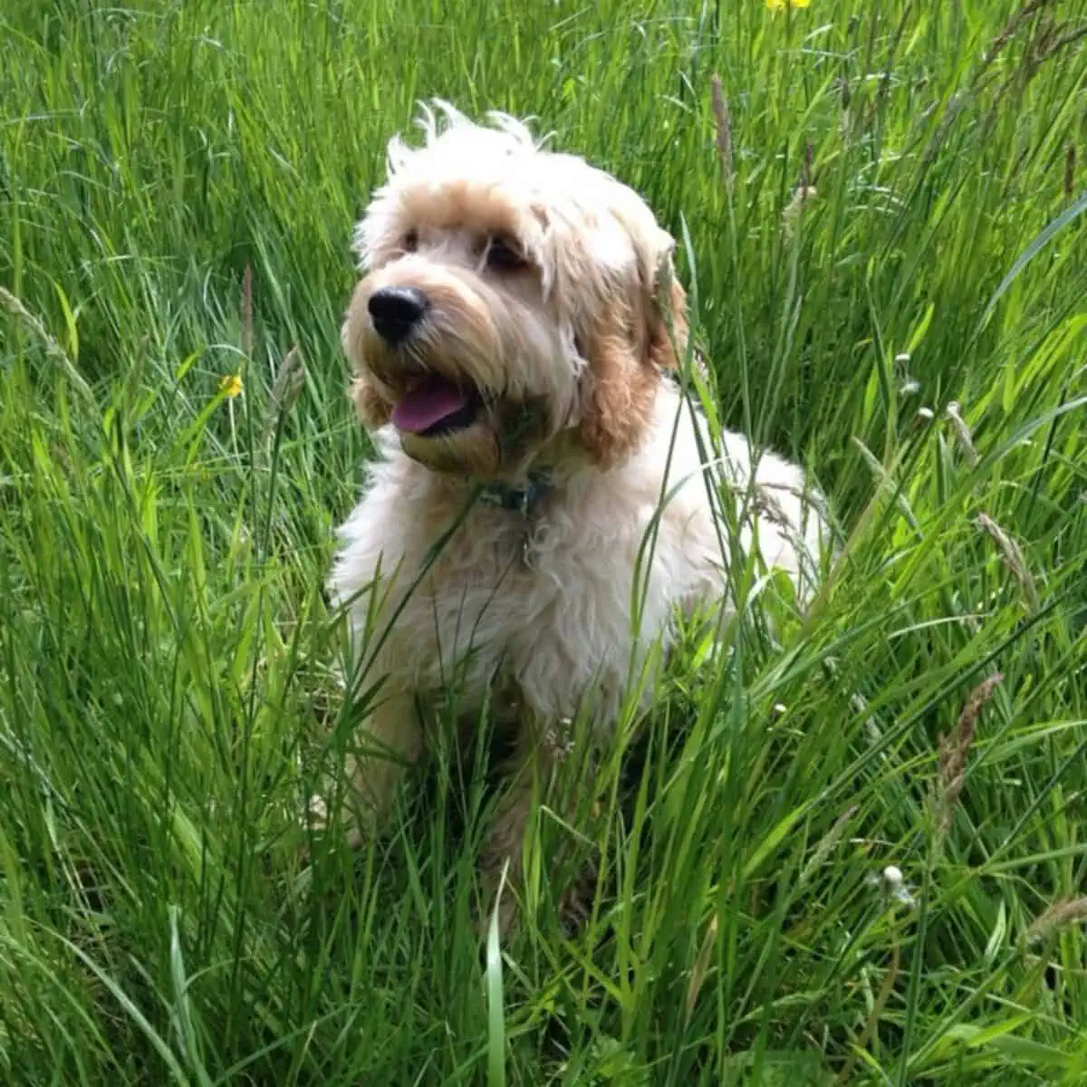 potty training for Cockapoo