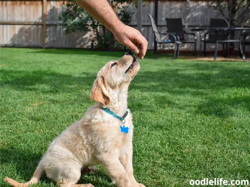 puppy gets a treat