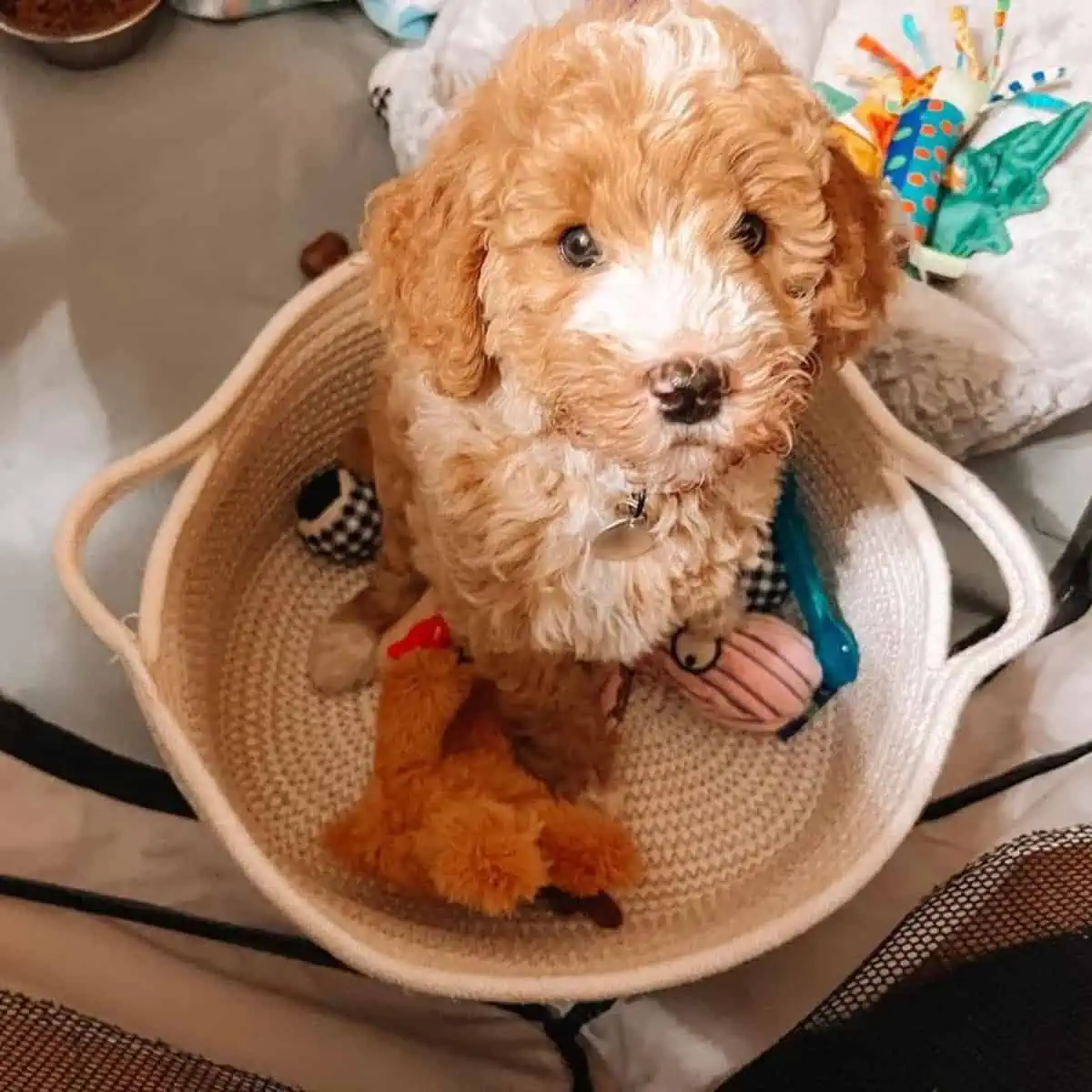 puppy wants a cuddle