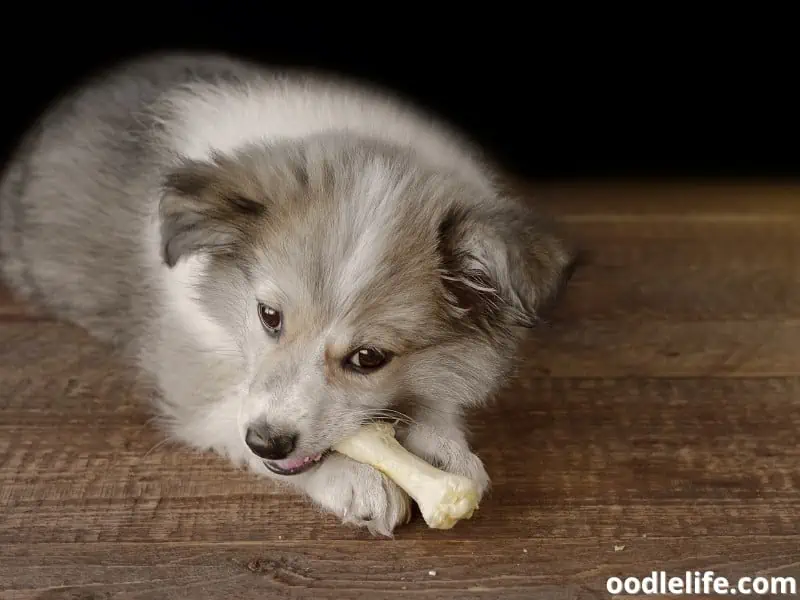puppy with a treat