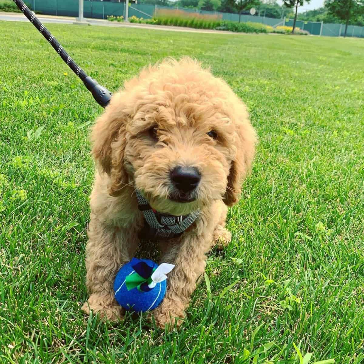 puppy with his toy