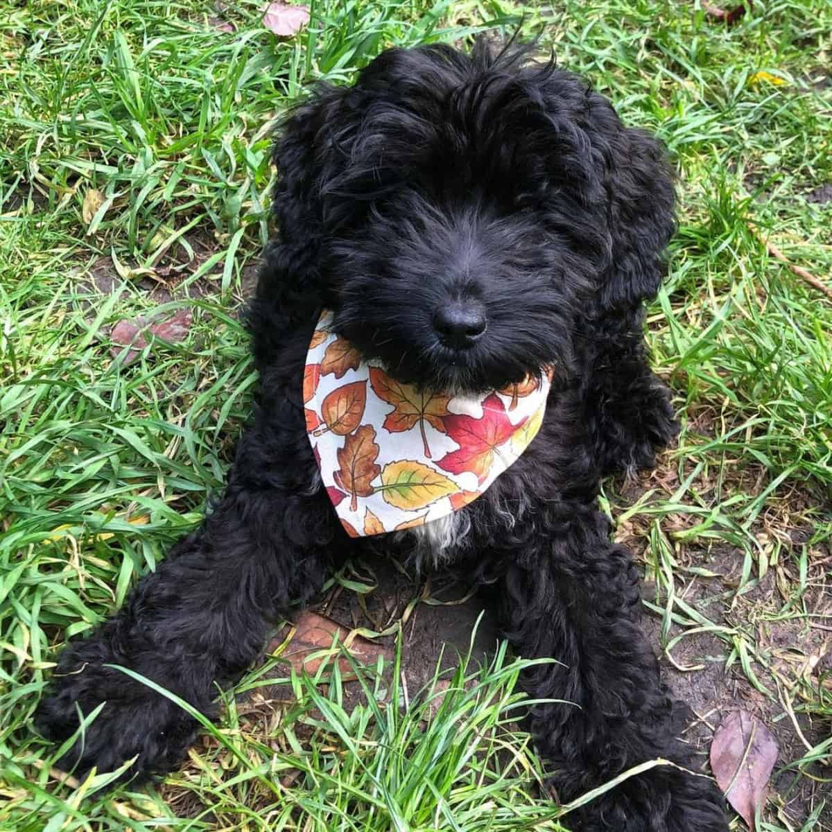 quiet Cockapoo puppy