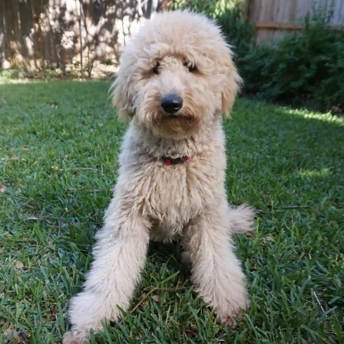 quiet time with Goldendoodle