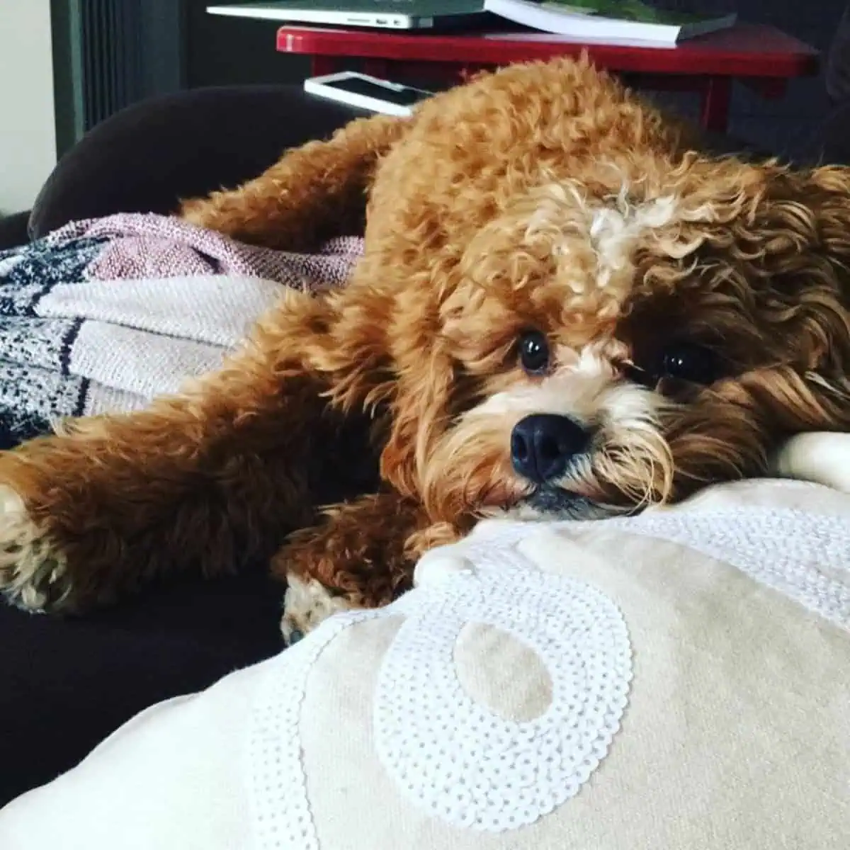 relax Cavapoo