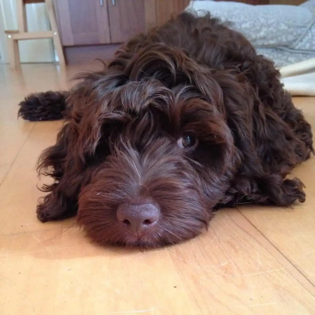 relaxing Cockapoo on the floor