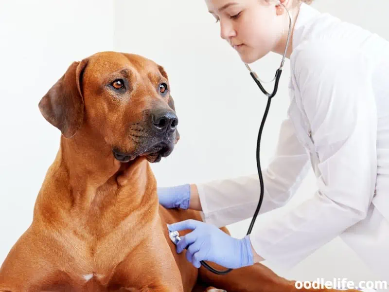 Rhodesian Ridgeback with a vet