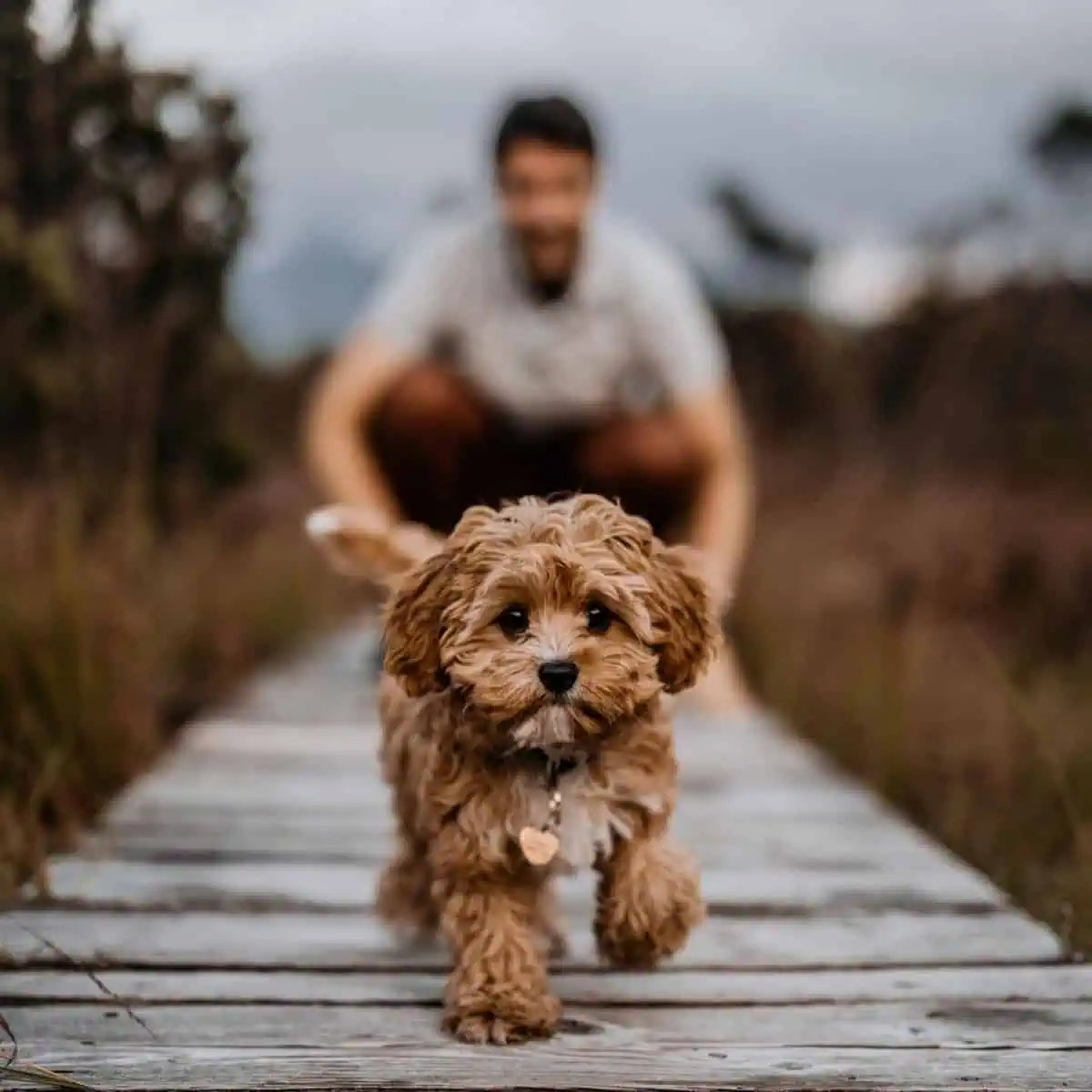 running Cavapoo away from owner