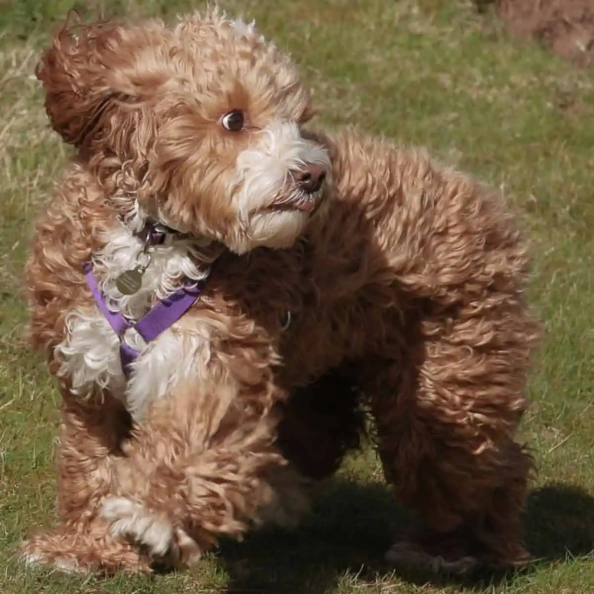 running Cavapoo in the field