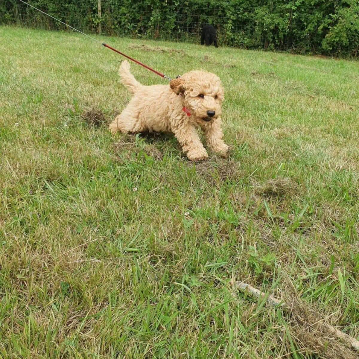running Cockapoo on a leash