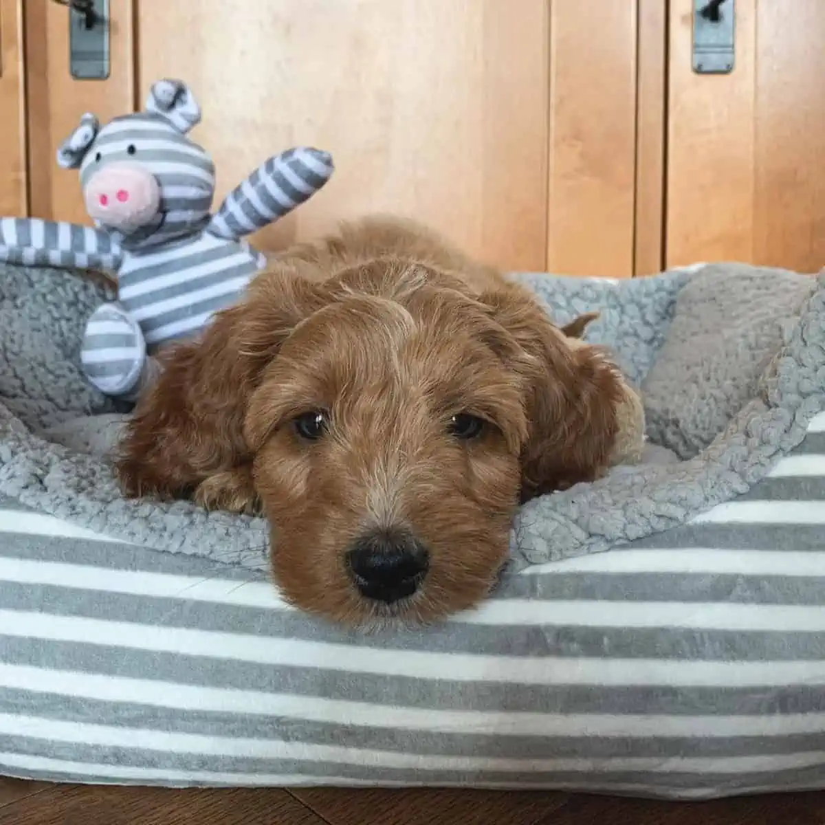 sick Cockapoo puppy